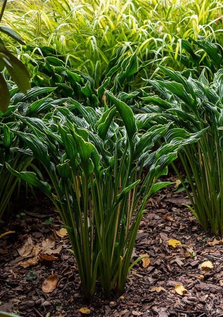 ХОСТА Praying Hands